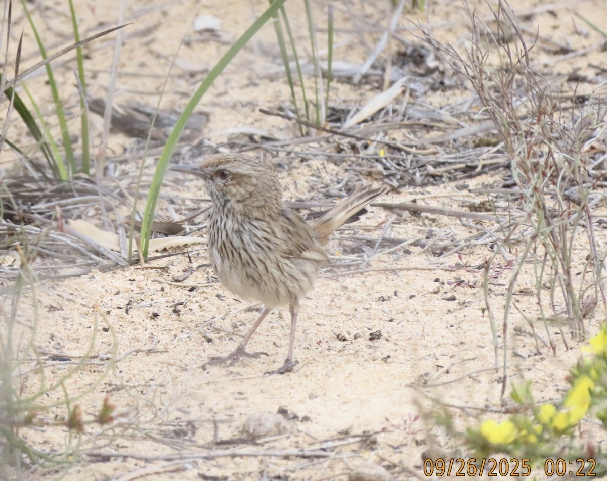Rufous Fieldwren - ML643020350