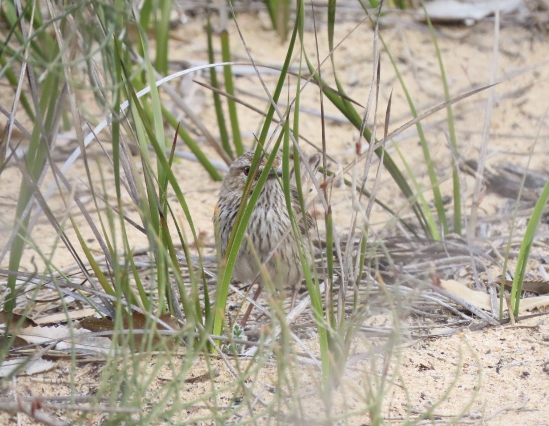 Rufous Fieldwren - ML643020351