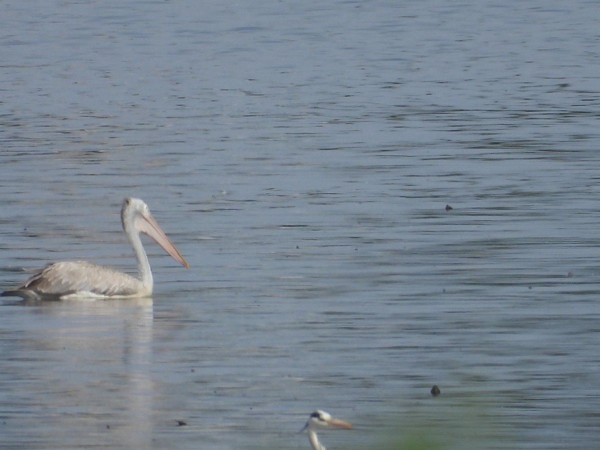Spot-billed Pelican - ML643020354