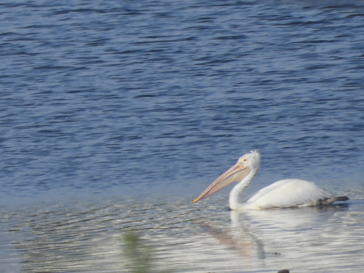 Spot-billed Pelican - ML643020355