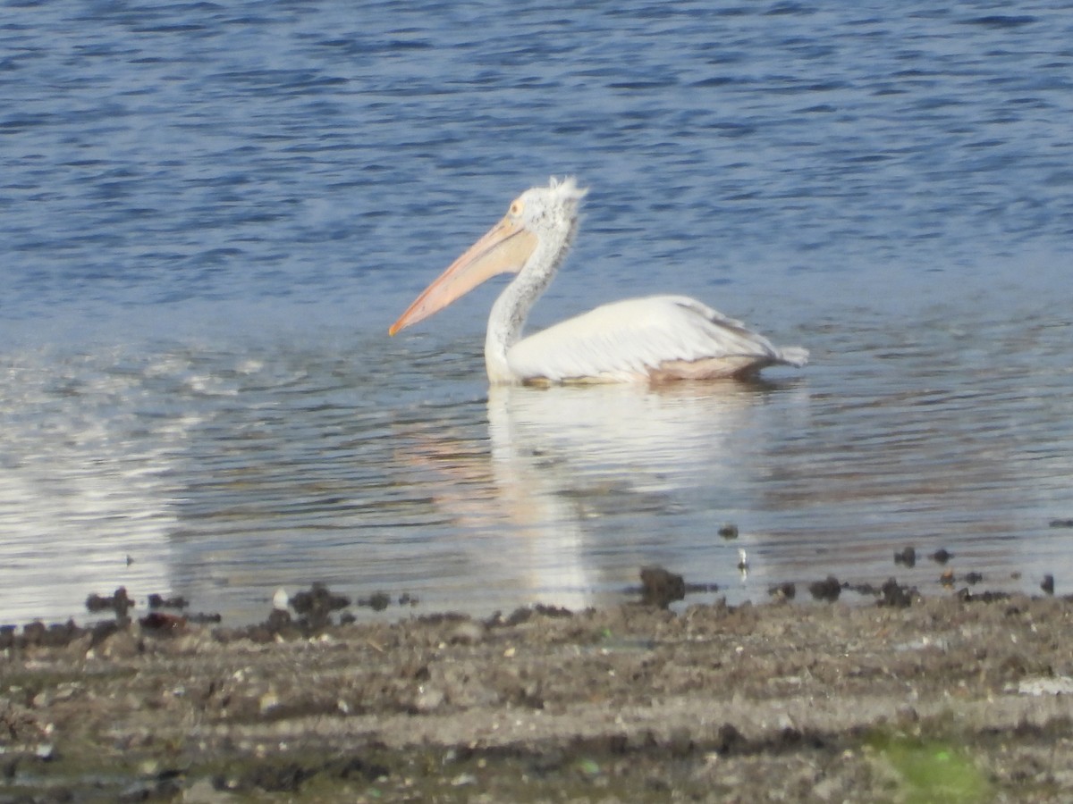 Spot-billed Pelican - ML643020356
