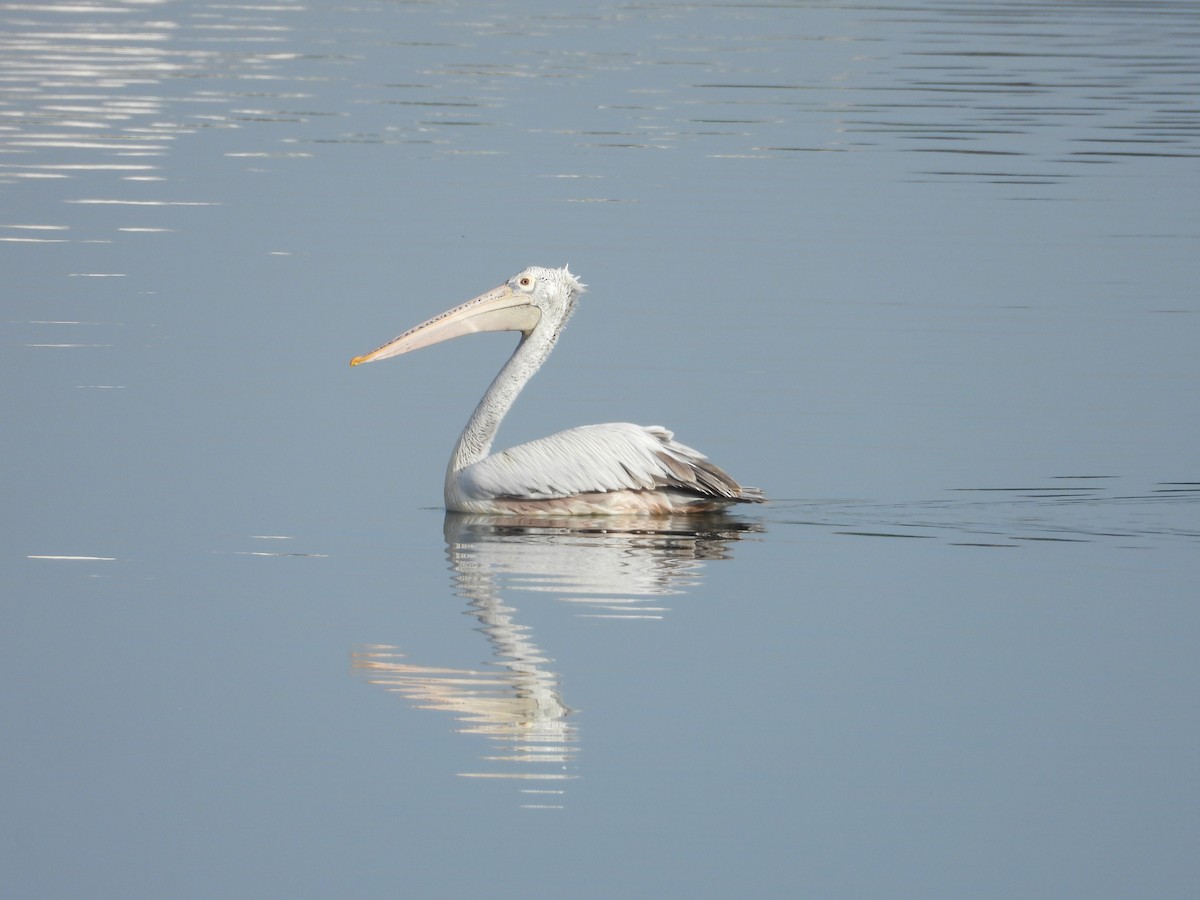 Spot-billed Pelican - ML643020357