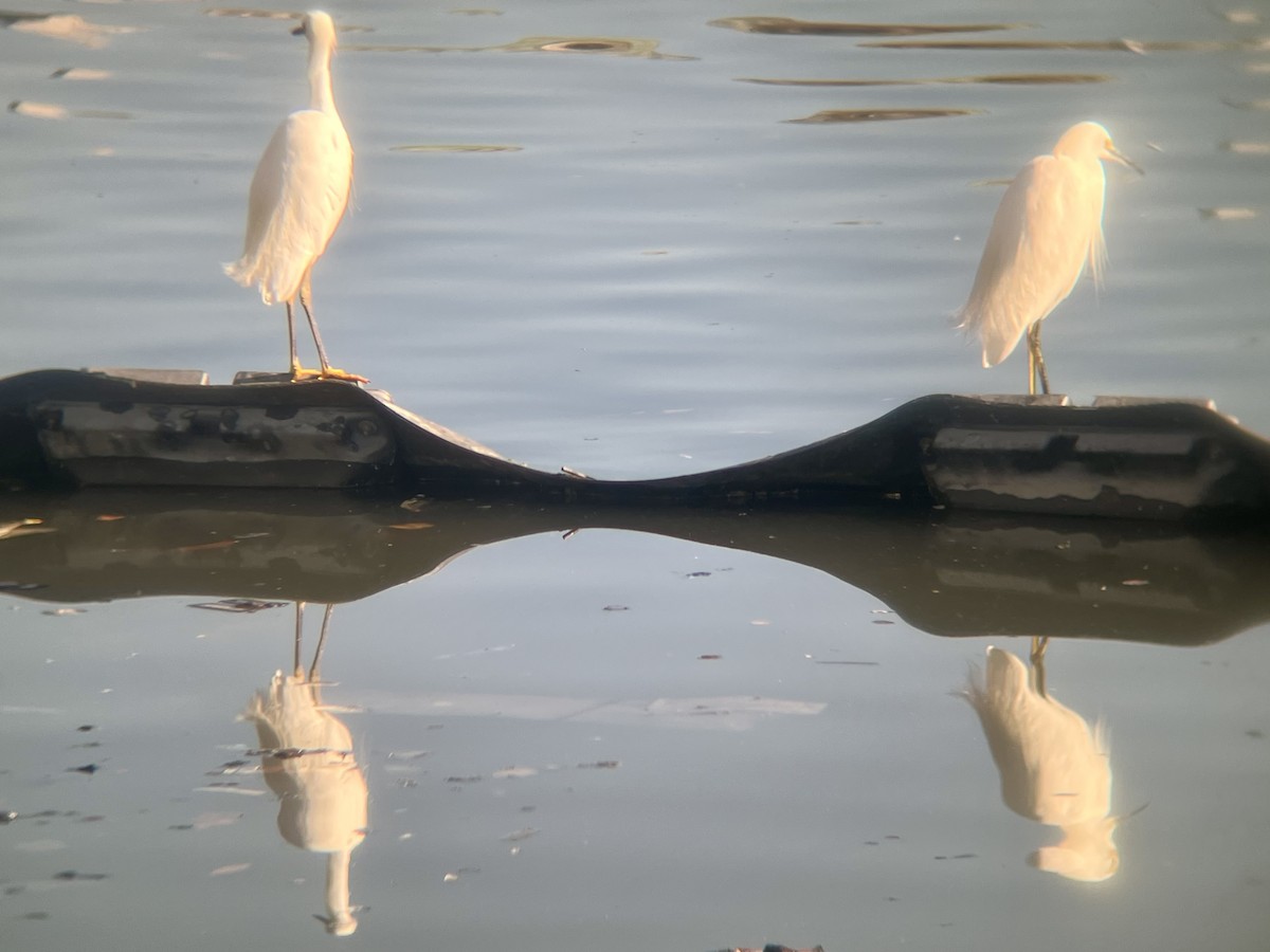 Snowy Egret - ML643020358