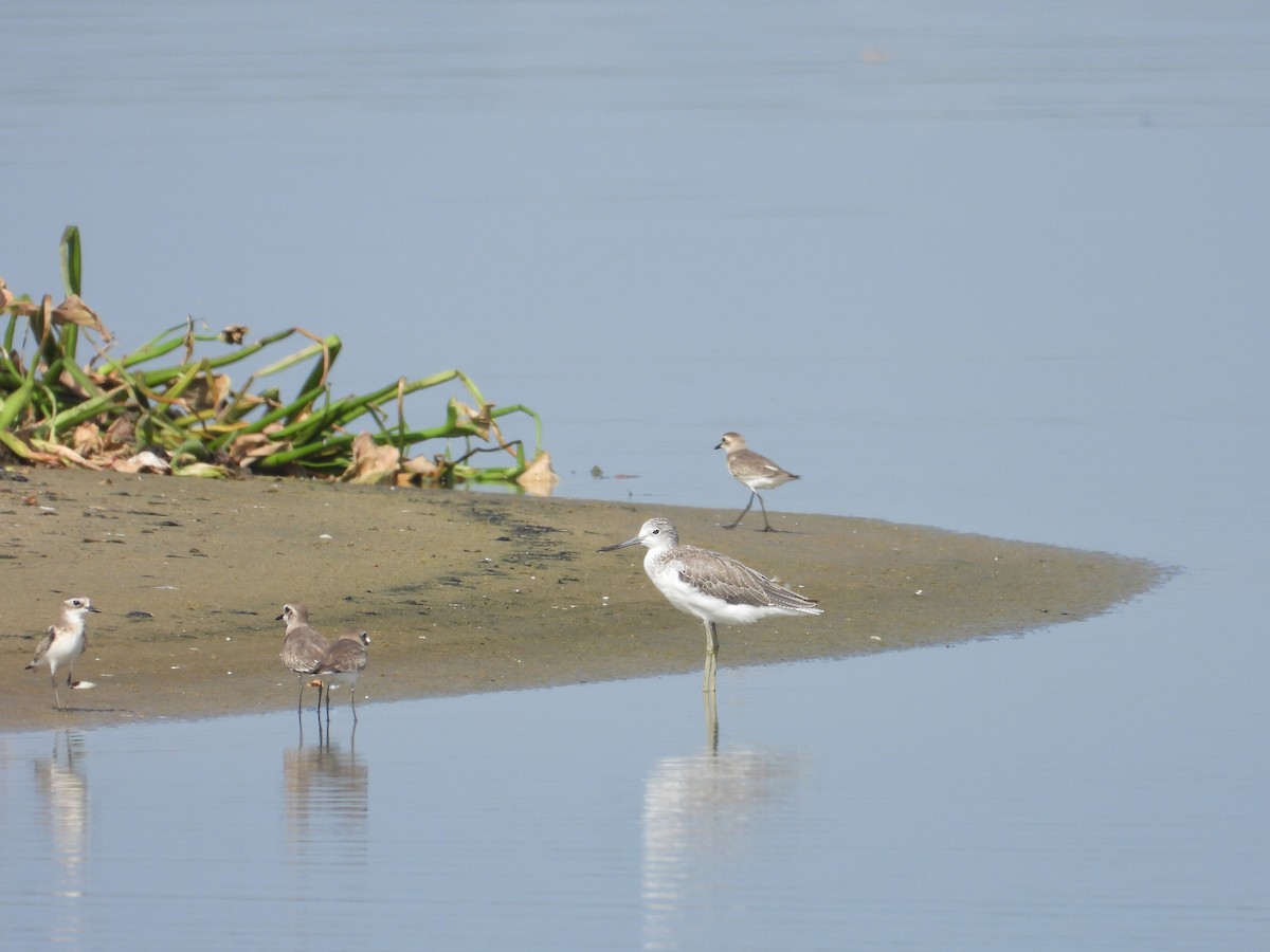 Common Greenshank - ML643020374