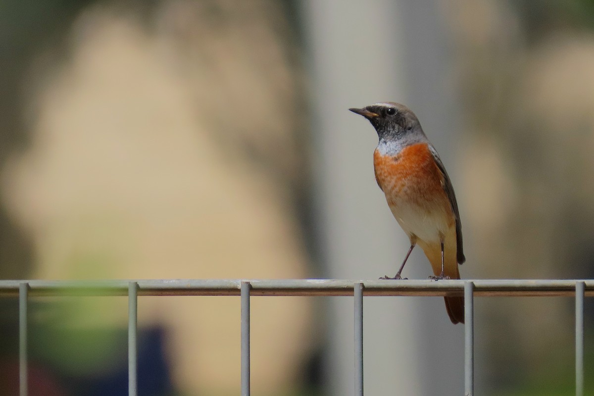 Common Redstart - ML643020377