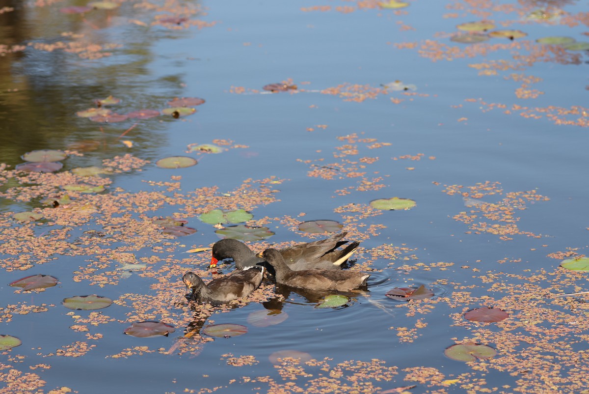 Dusky Moorhen - ML643020378