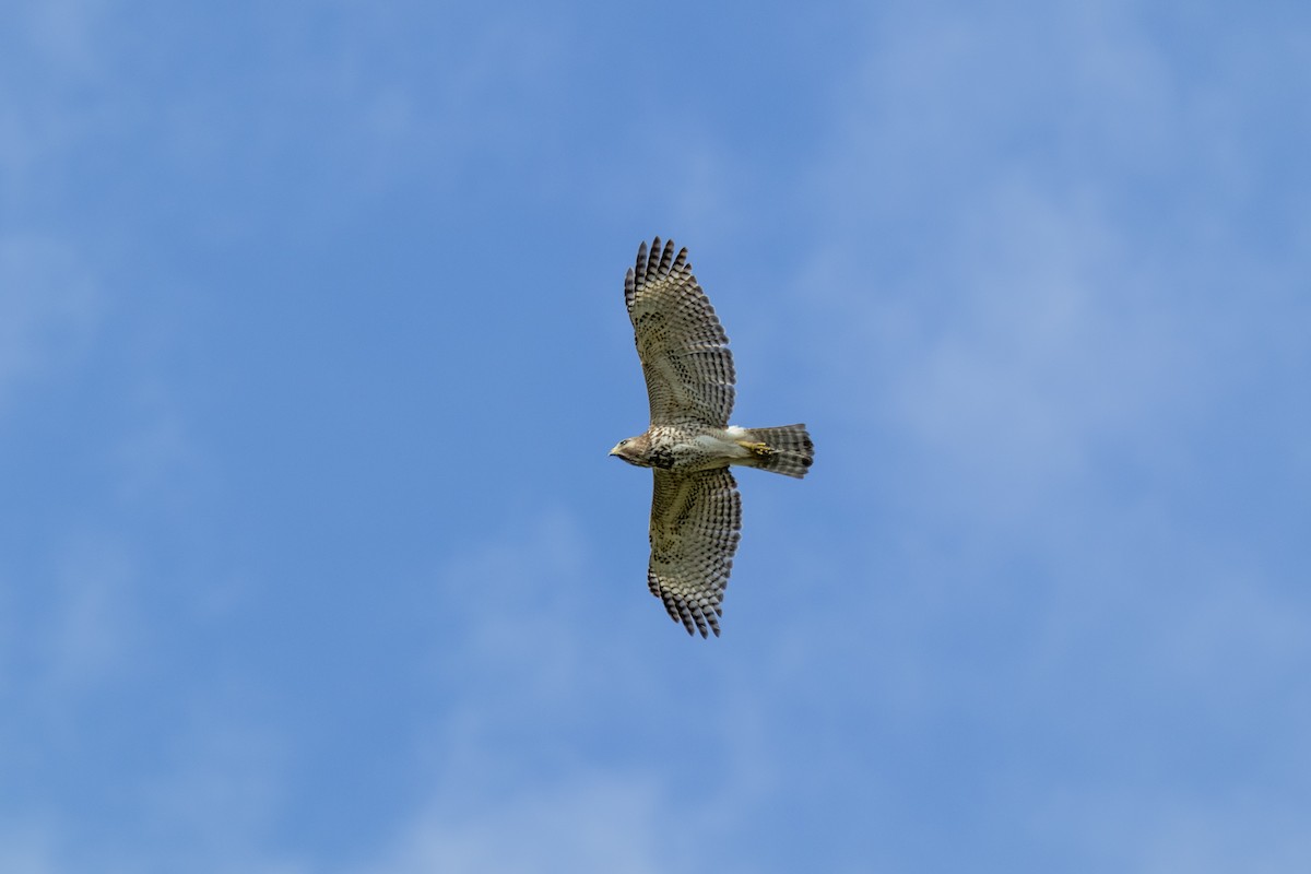 Red-shouldered Hawk - ML643020387