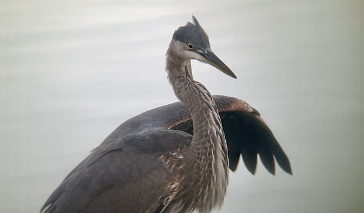 Great Blue Heron - ML643020389