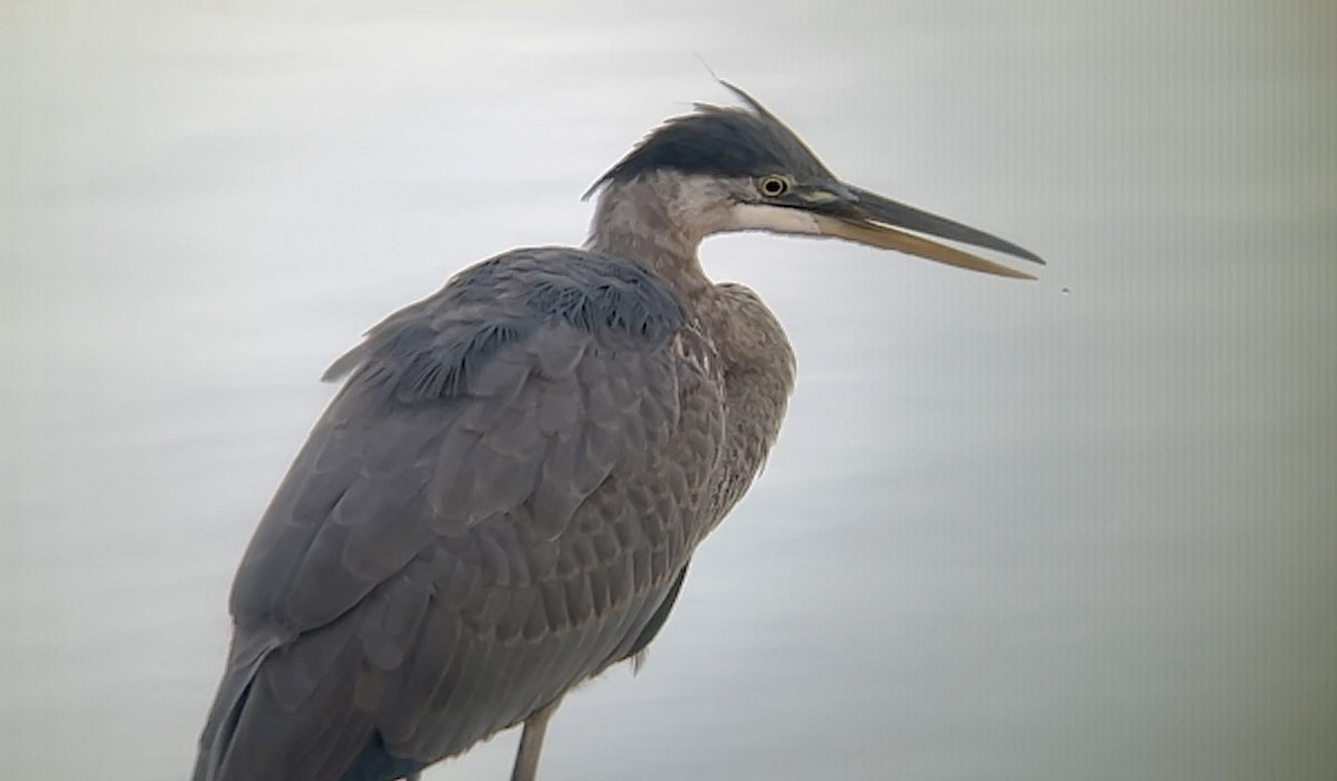 Great Blue Heron - ML643020390