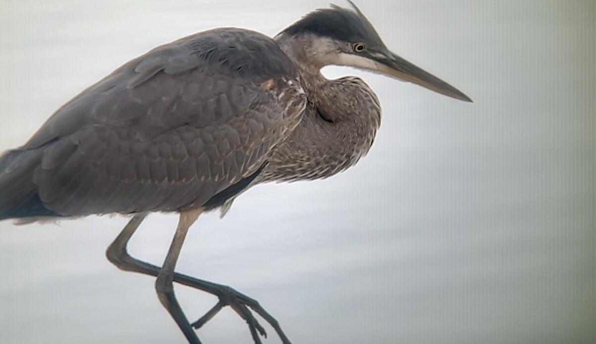 Great Blue Heron - ML643020391