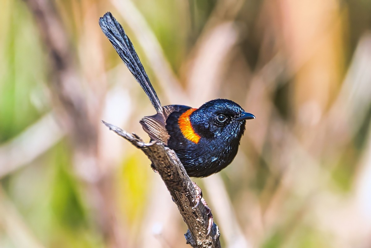 Red-backed Fairywren - ML643020400