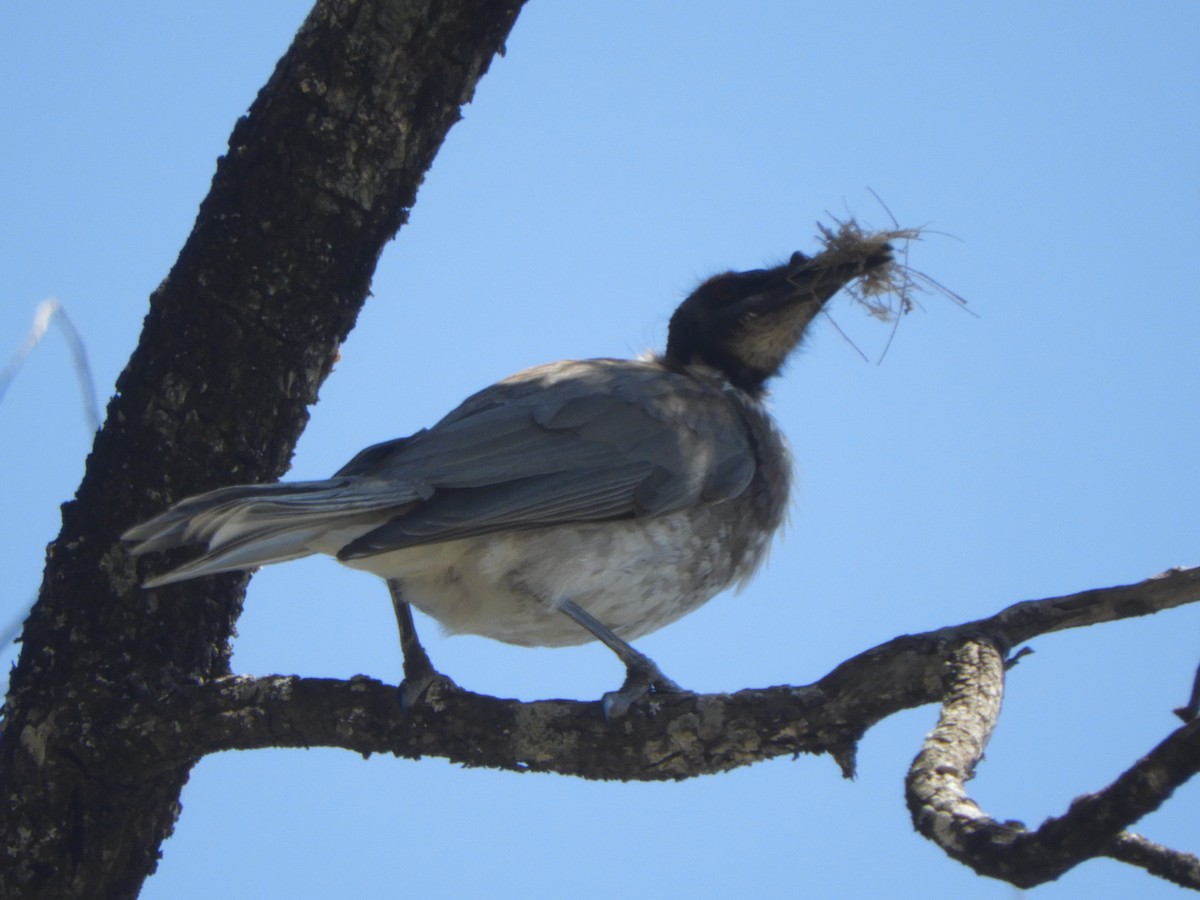 Noisy Friarbird - ML643020416