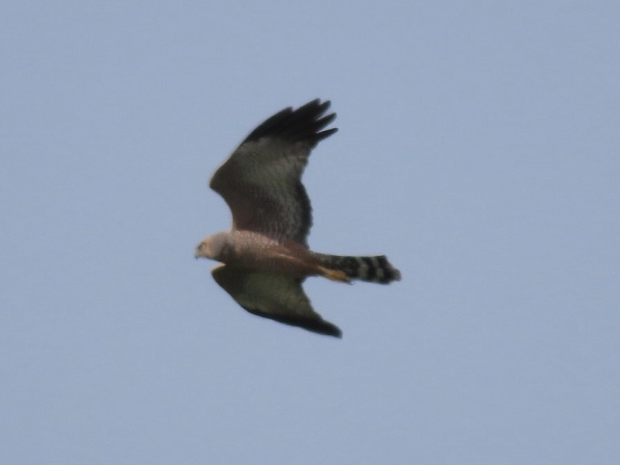 Spotted Harrier - ML643020418