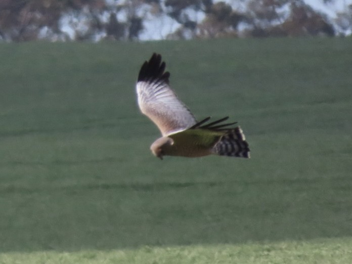 Spotted Harrier - ML643020419