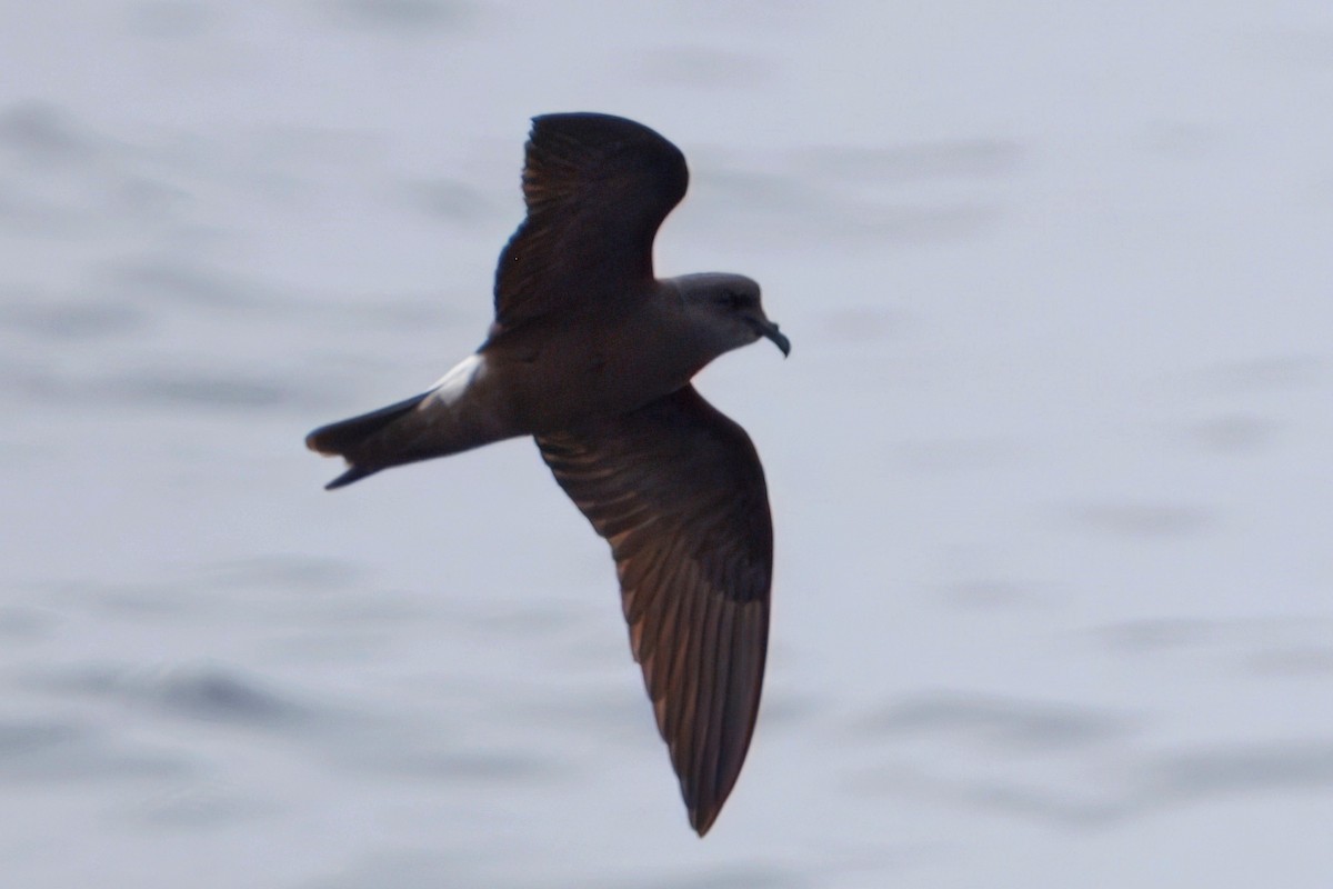 Townsend's Storm-Petrel - ML643020420