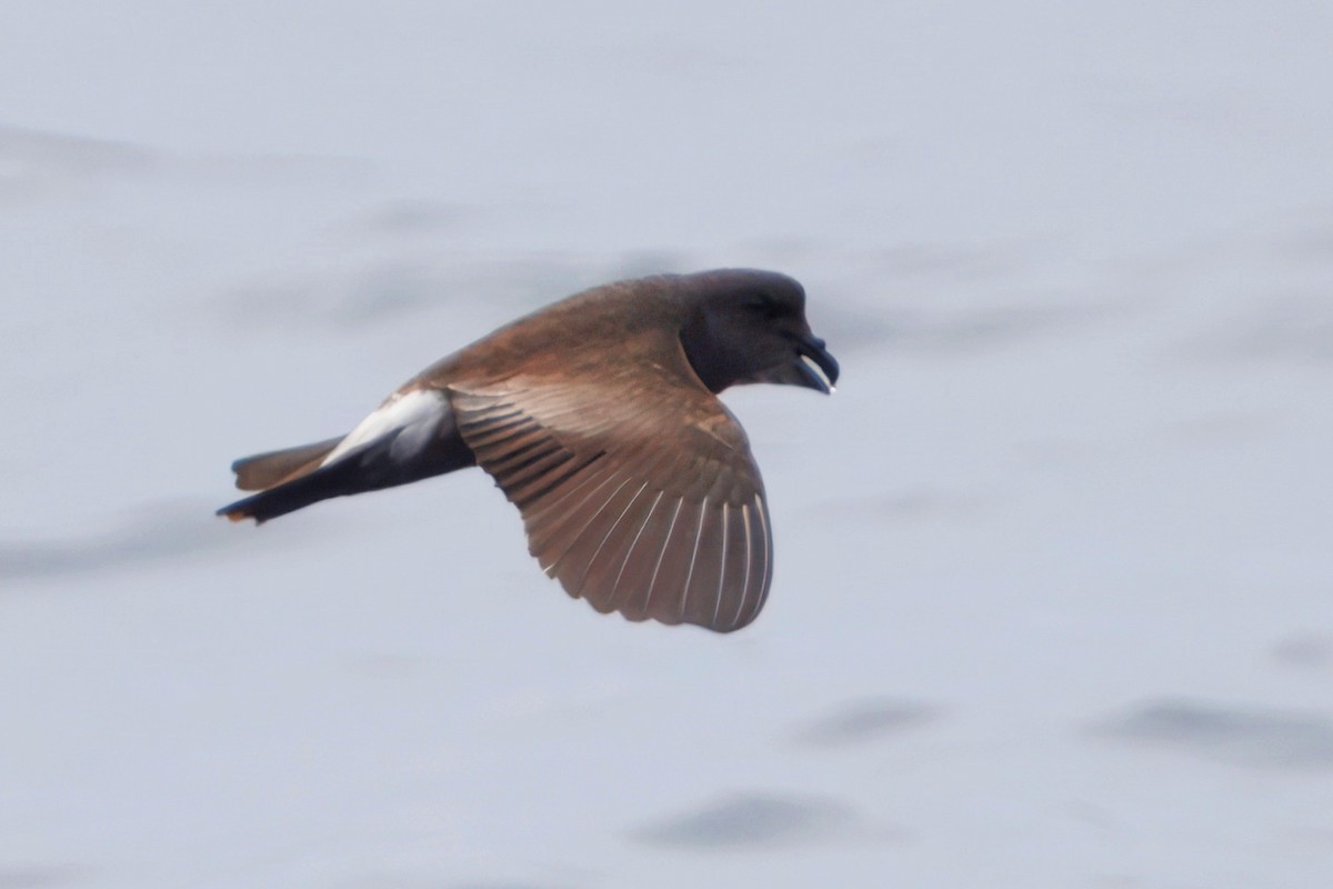 Townsend's Storm-Petrel - ML643020421