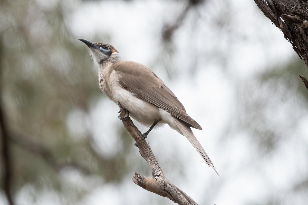 Little Friarbird - ML643020434