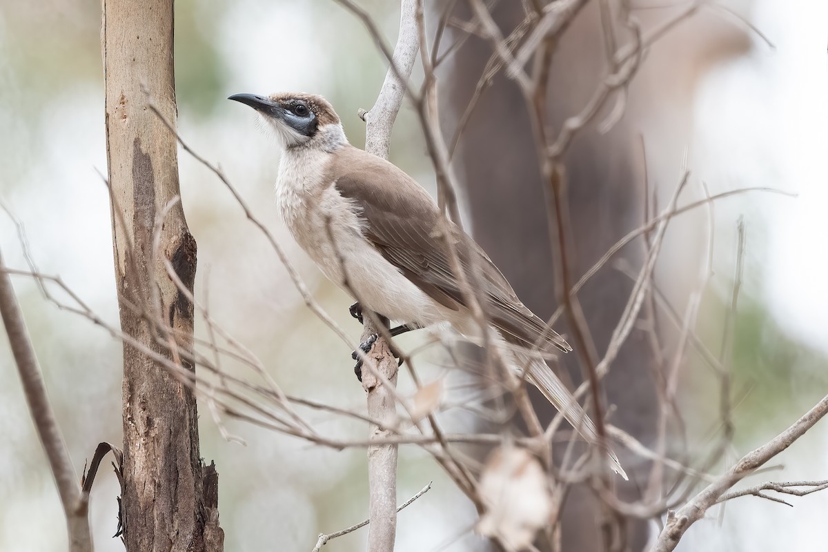 Little Friarbird - ML643020435