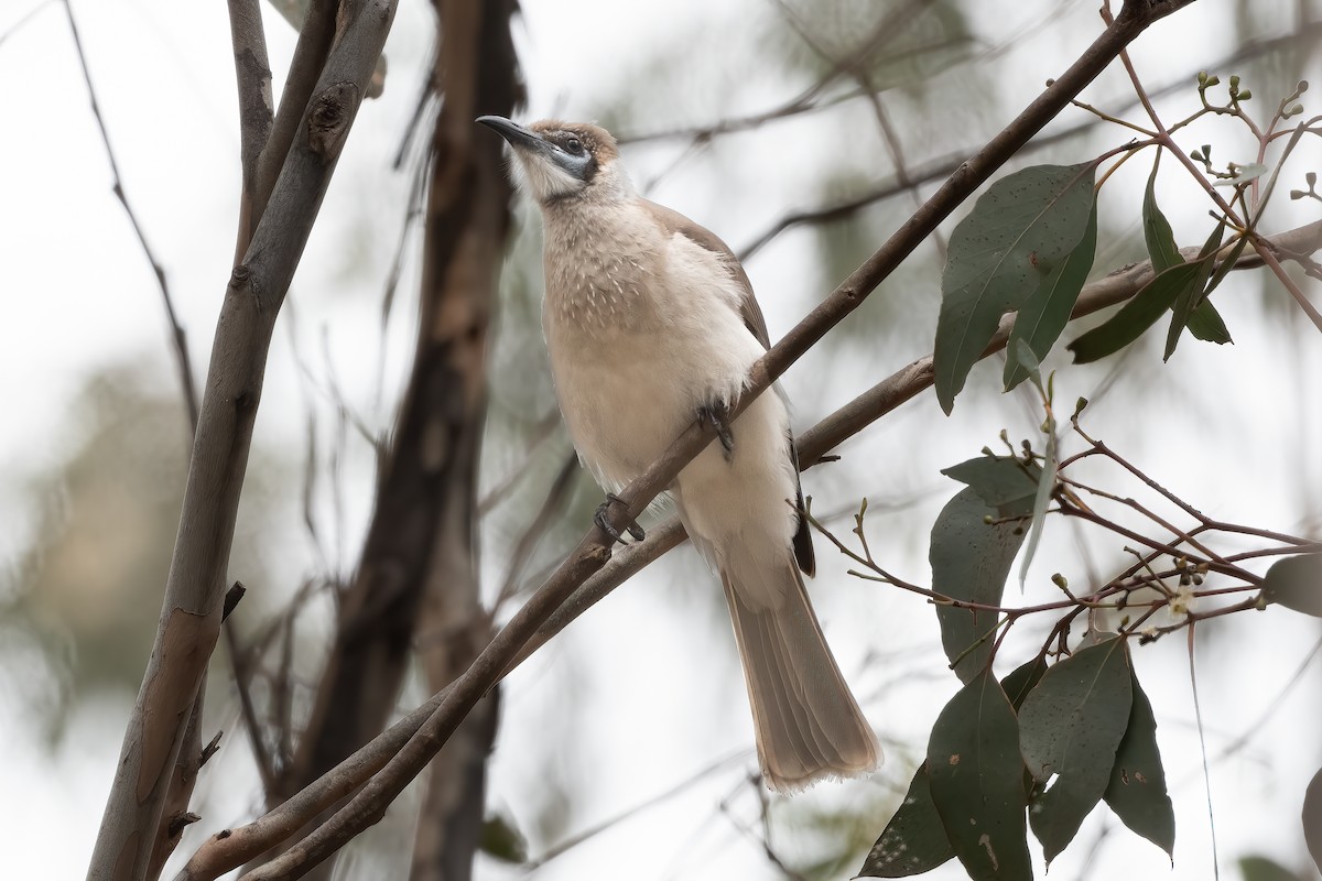 Little Friarbird - ML643020436