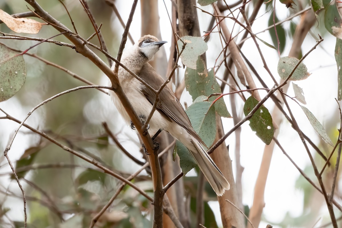 Little Friarbird - ML643020437