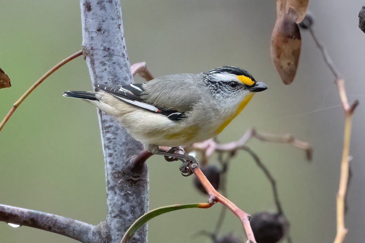Striated Pardalote - Anthony Sokol