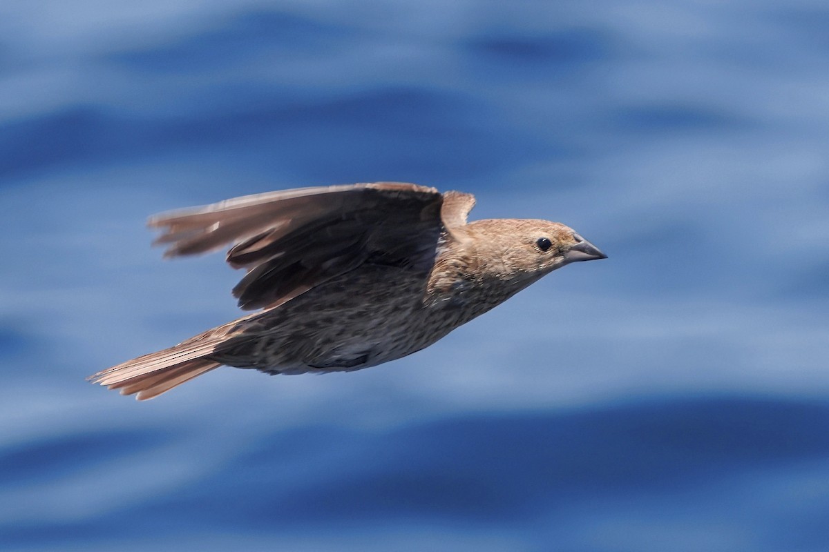 Brown-headed Cowbird - ML643020444