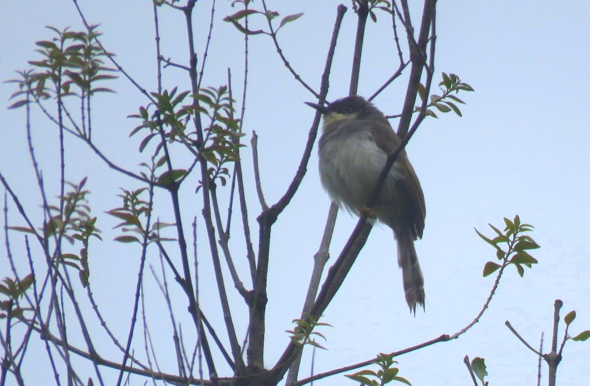 Gray-breasted Prinia - ML643020452