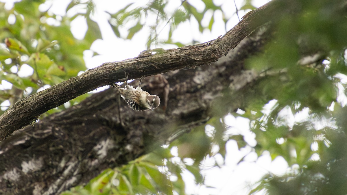 Japanese Pygmy Woodpecker - ML643020469