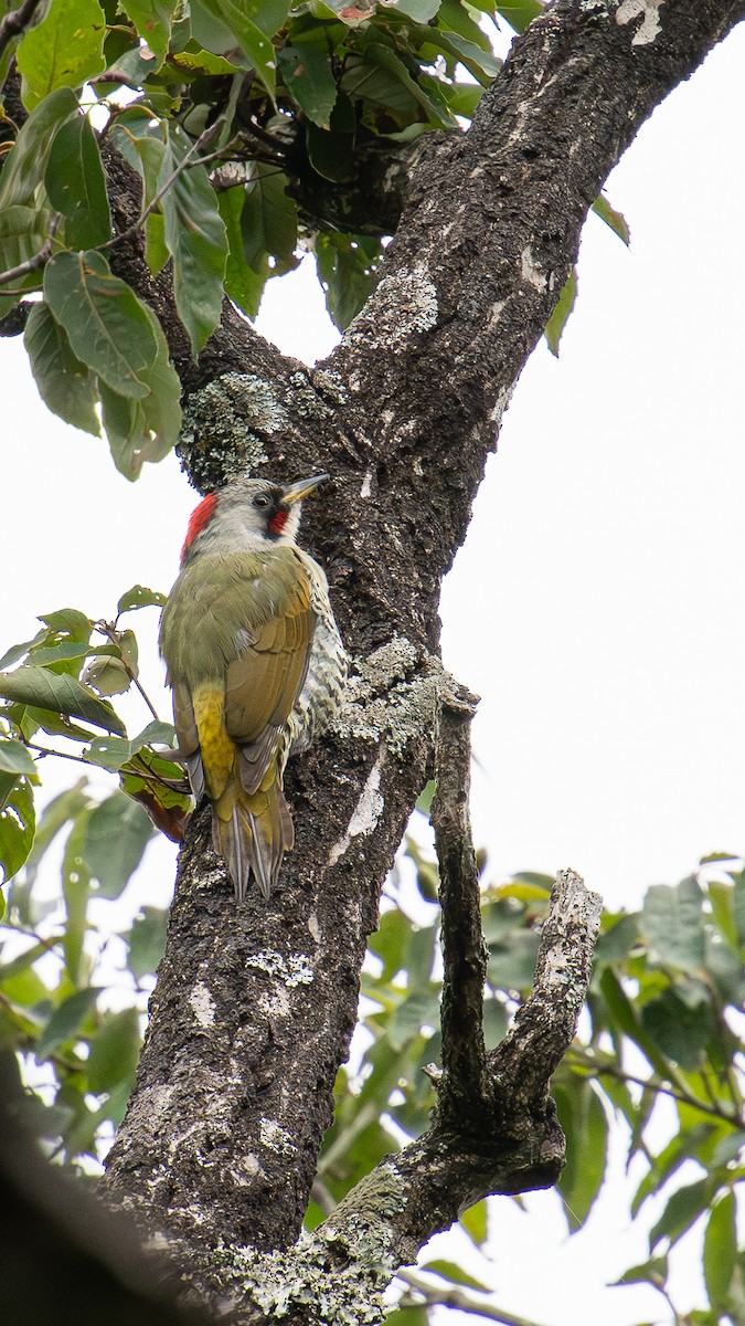 Japanese Woodpecker - ML643020471