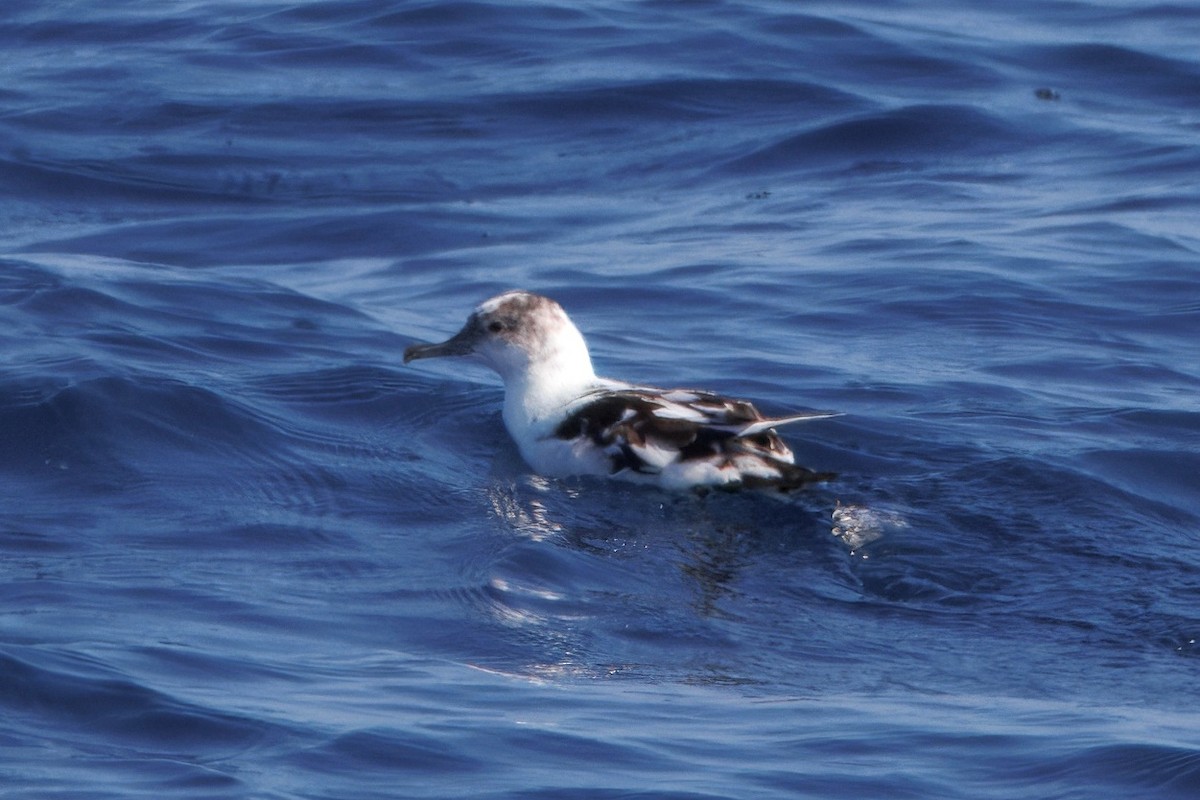 Puffin cul-noir - ML643020474