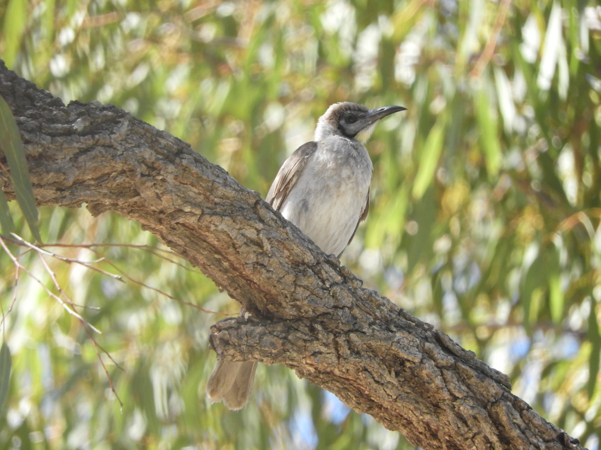 Little Friarbird - ML643020487