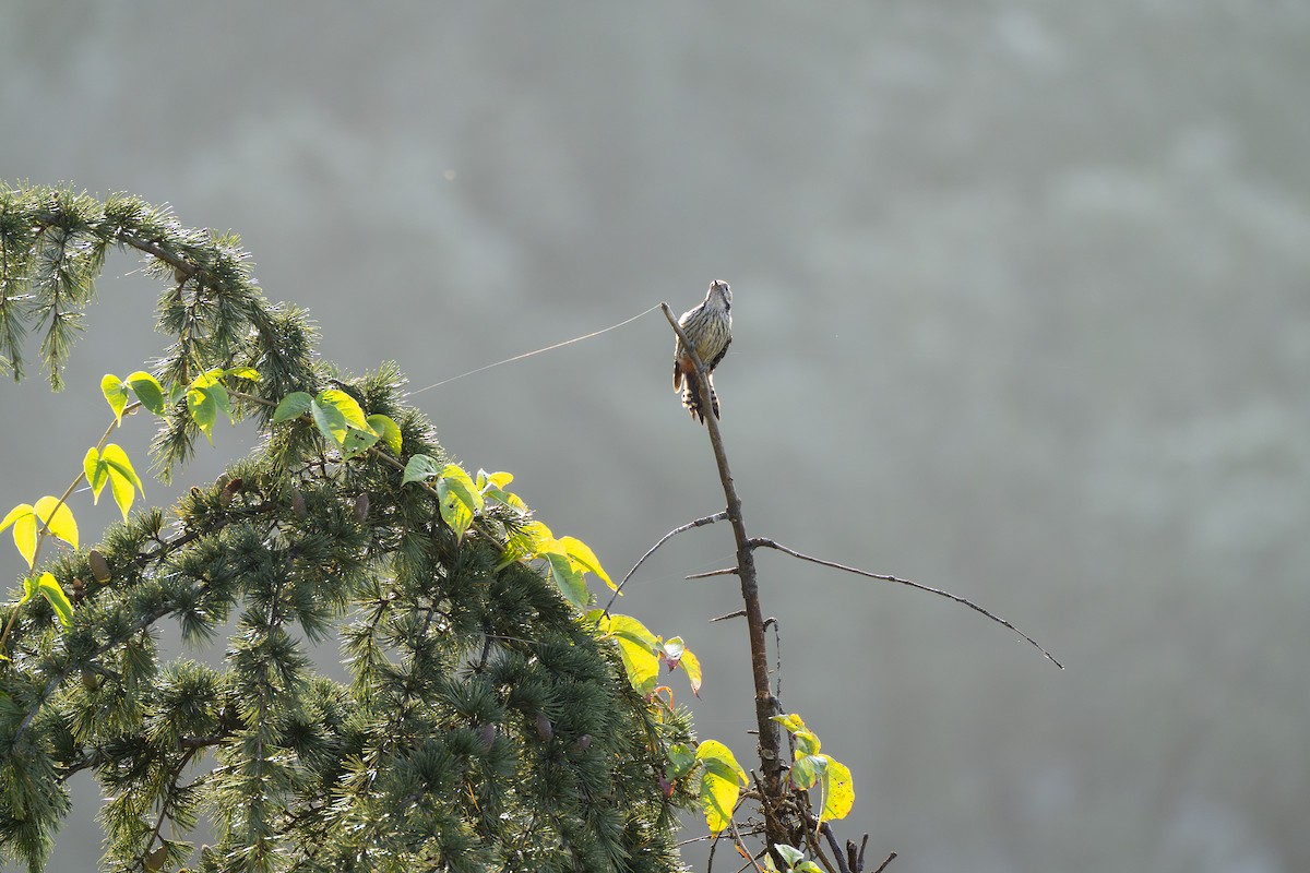 Brown-fronted Woodpecker - ML643020488