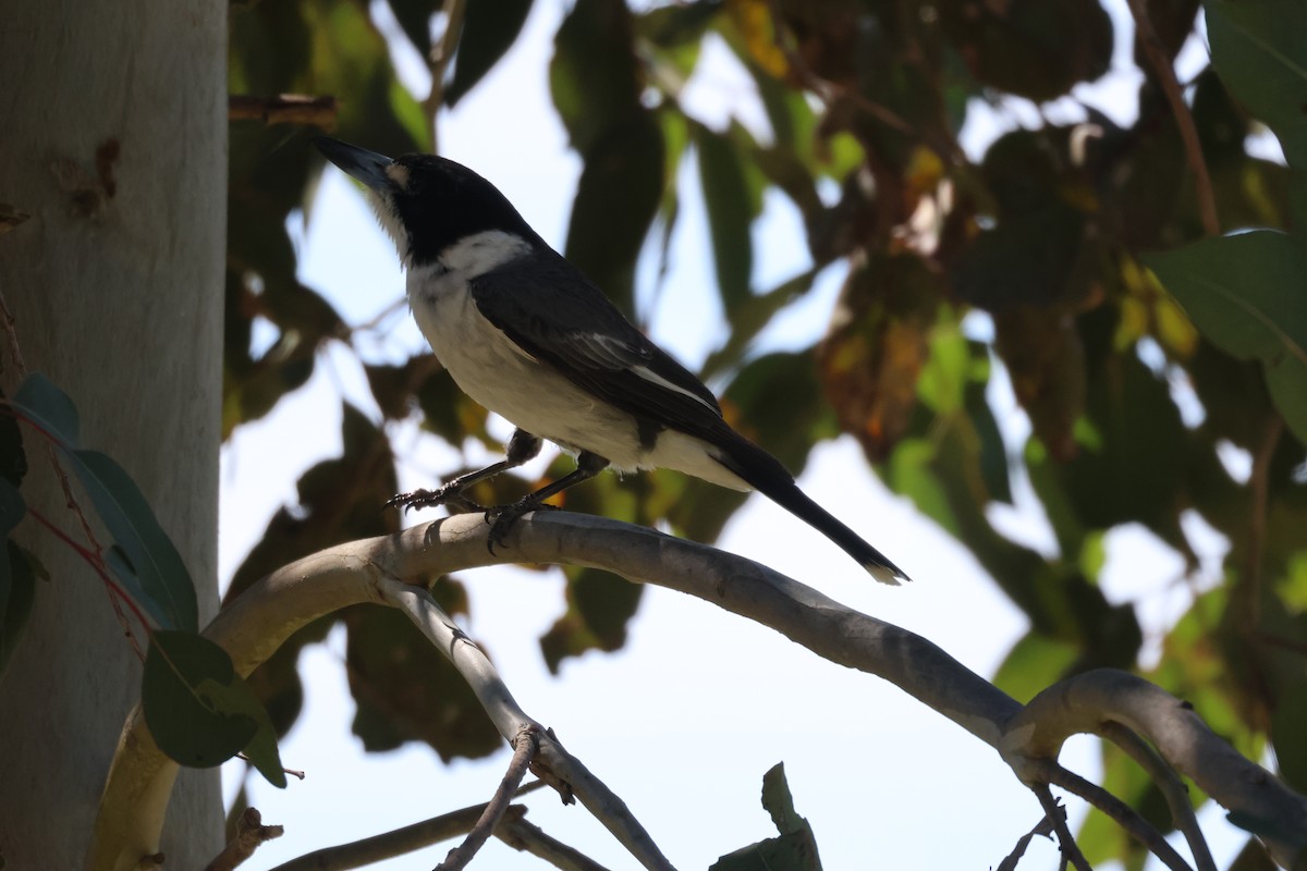 Gray Butcherbird - ML643020492