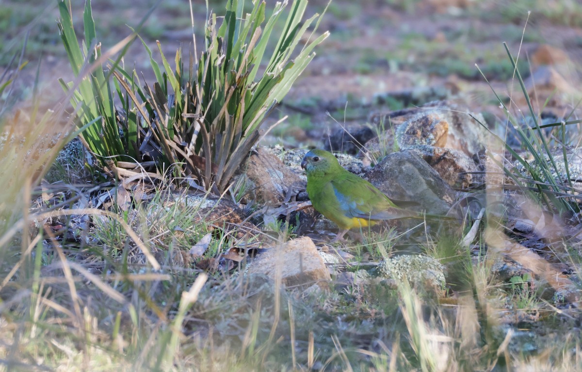 Turquoise Parrot - ML643020520