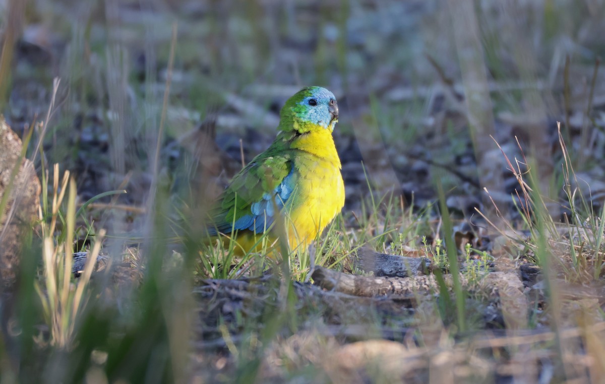 Turquoise Parrot - ML643020521