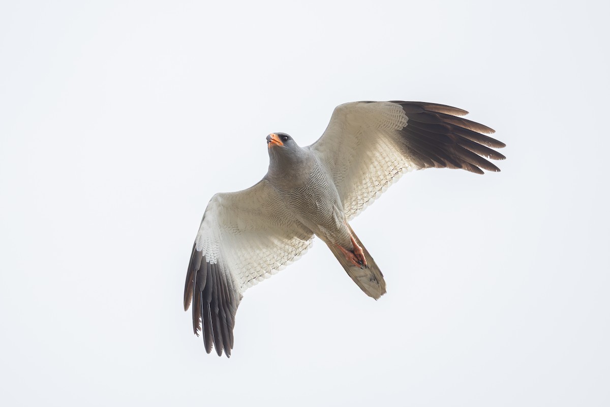 Pale Chanting-Goshawk - ML643020528