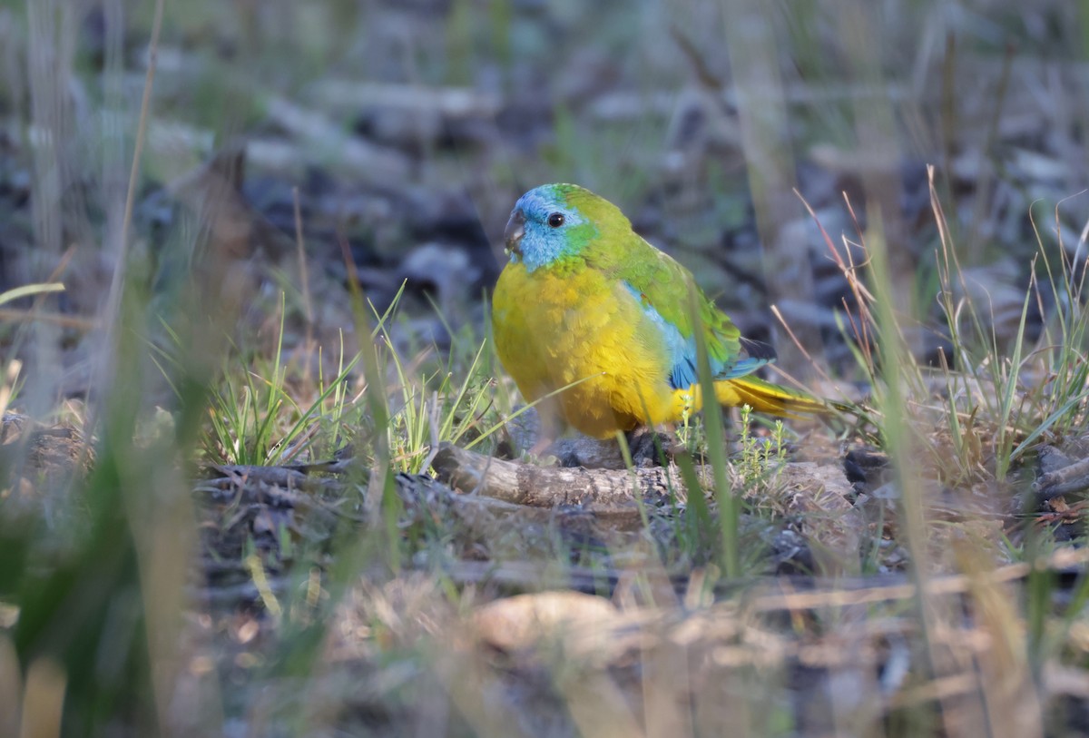 Turquoise Parrot - ML643020534