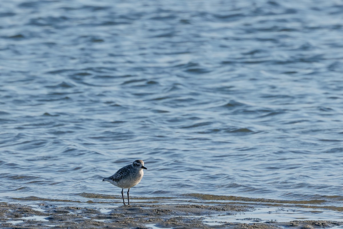 Black-bellied Plover - ML643020536