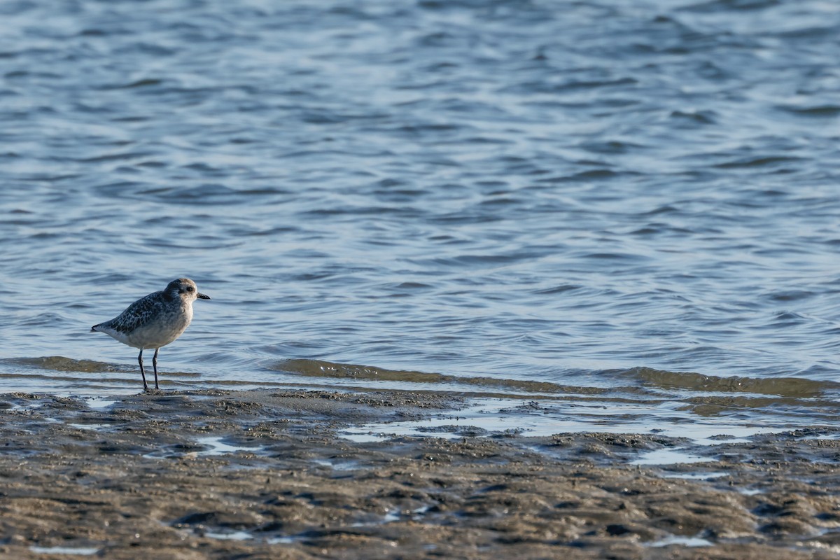 Black-bellied Plover - ML643020537