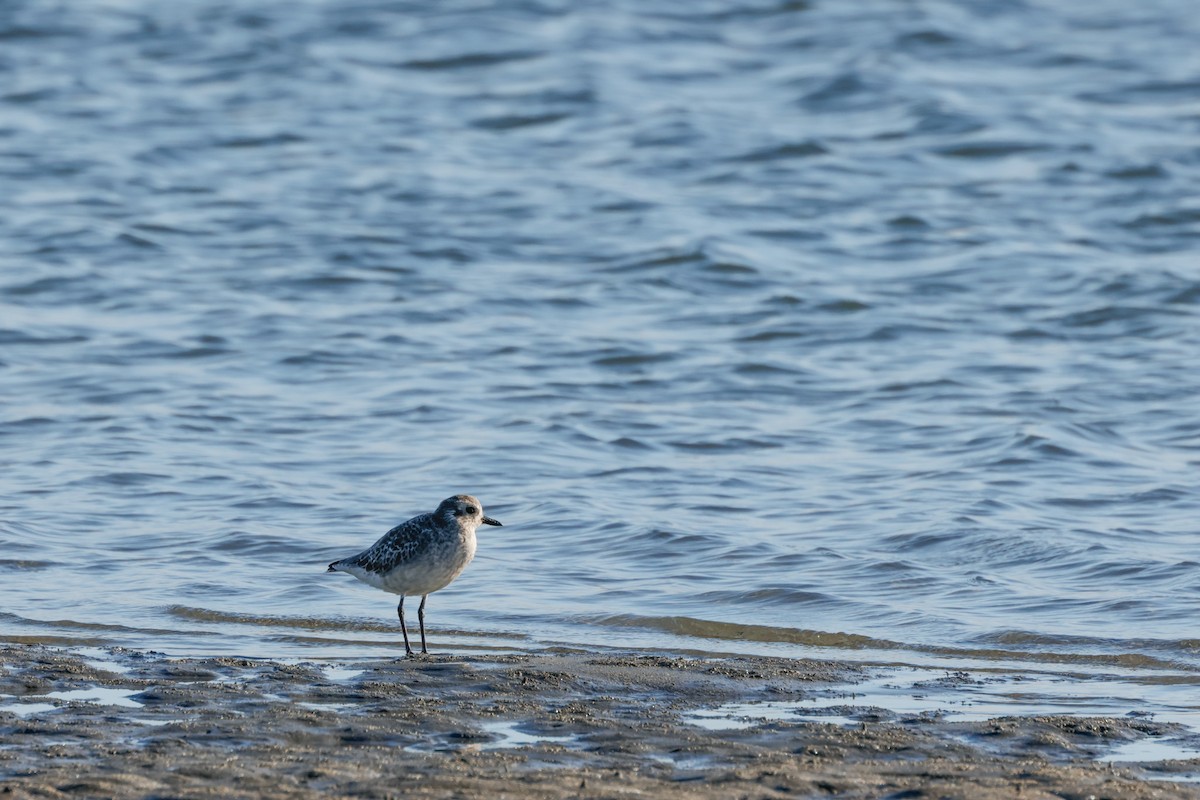Black-bellied Plover - ML643020538