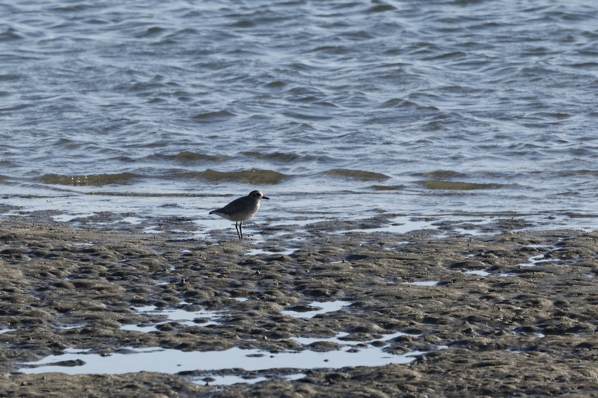 Black-bellied Plover - ML643020539