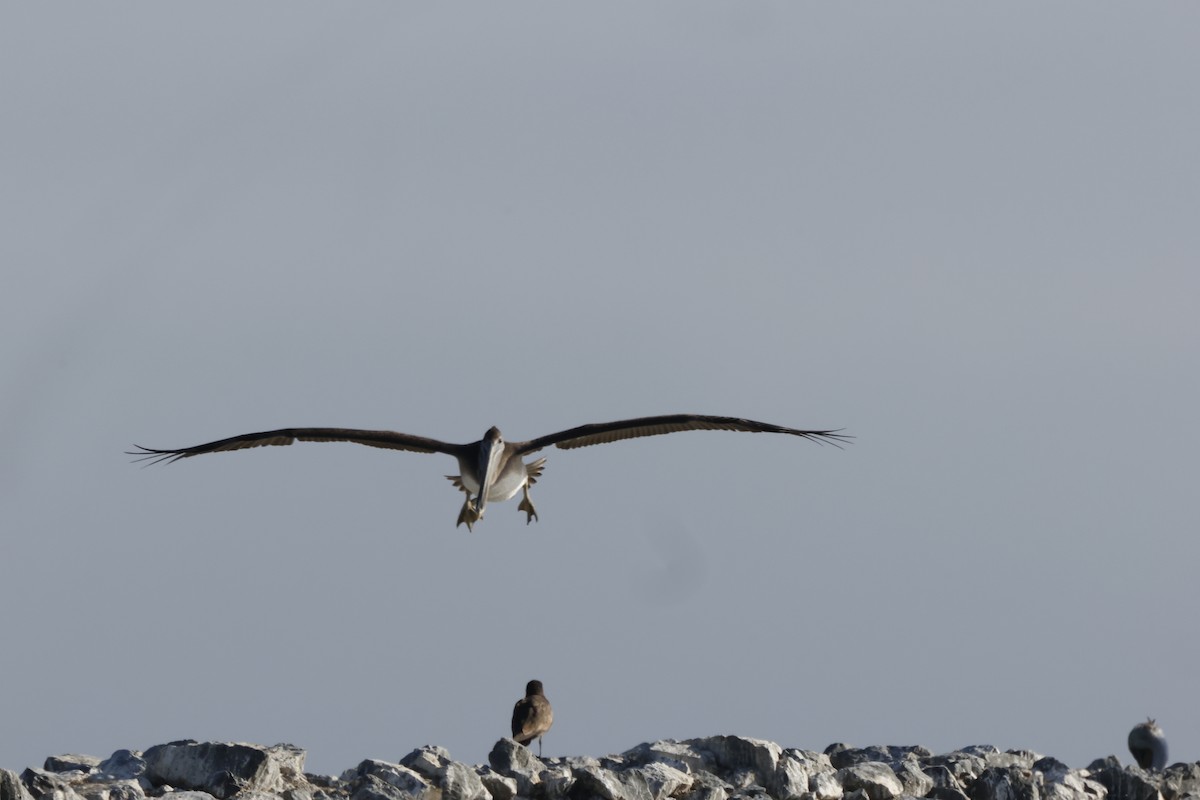 Brown Pelican - ML643020540