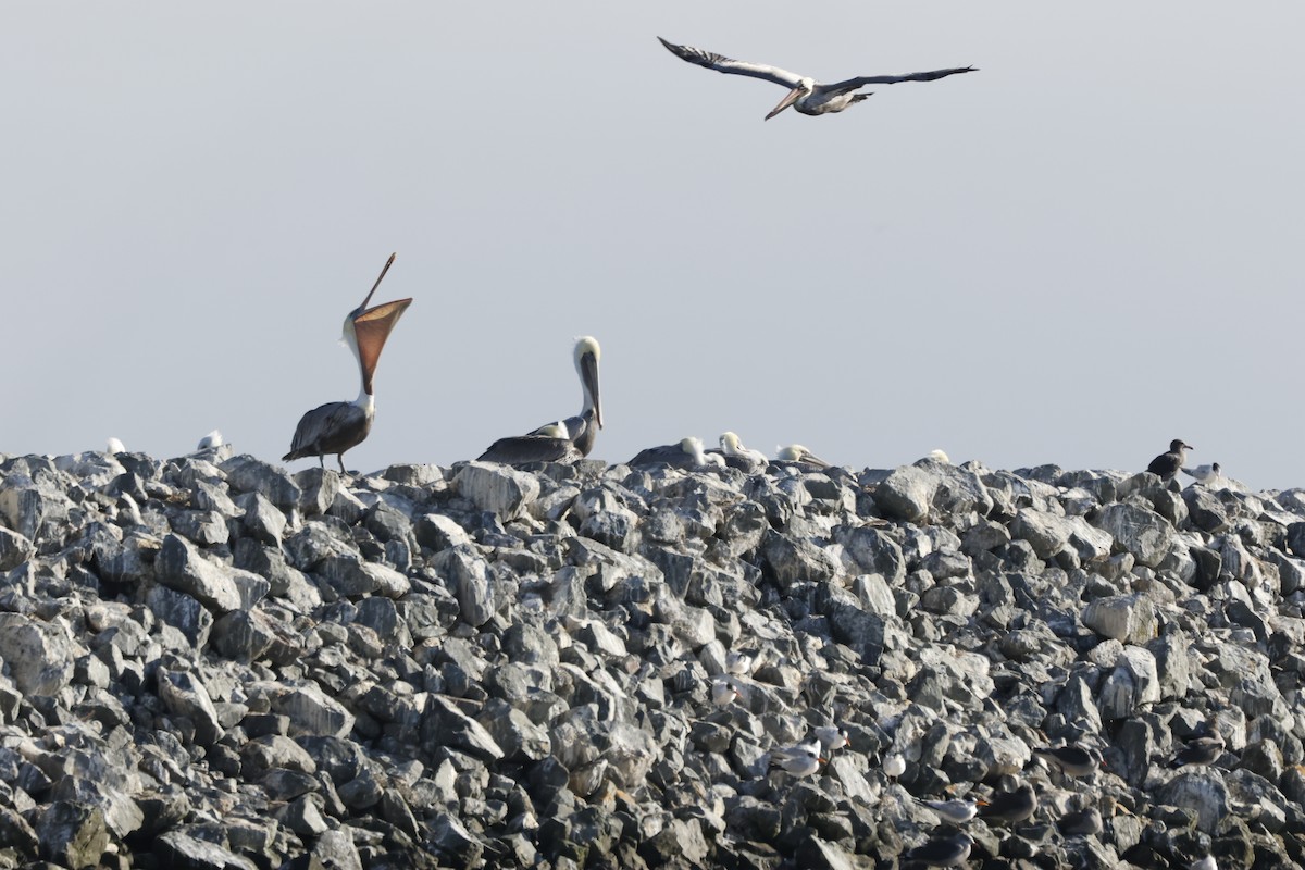 Brown Pelican - ML643020541