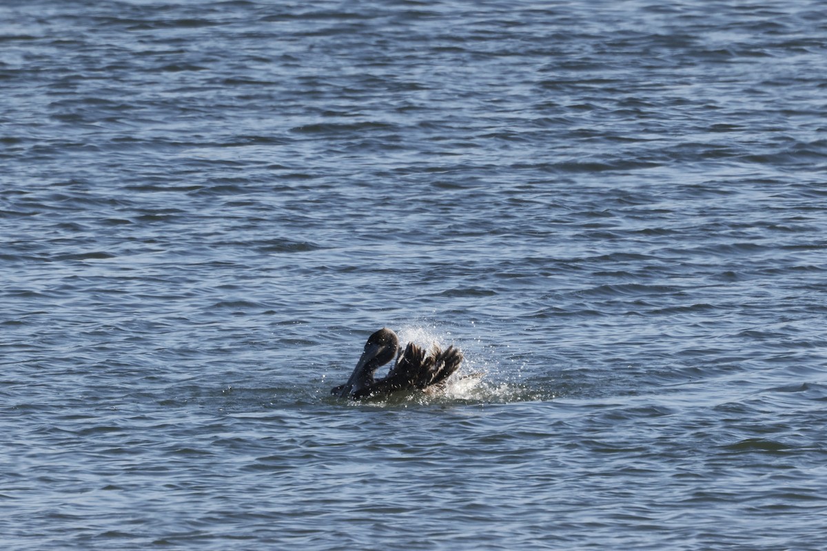 Brown Pelican - ML643020542