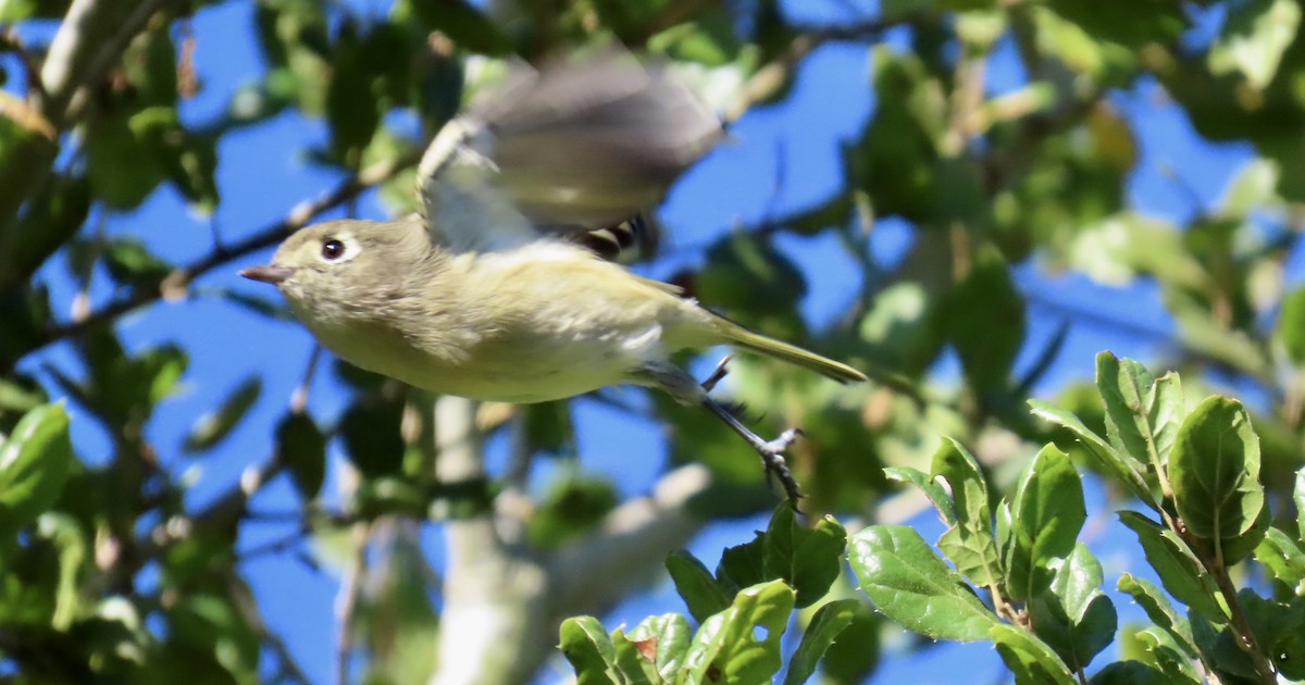 Hutton's Vireo - ML643020545