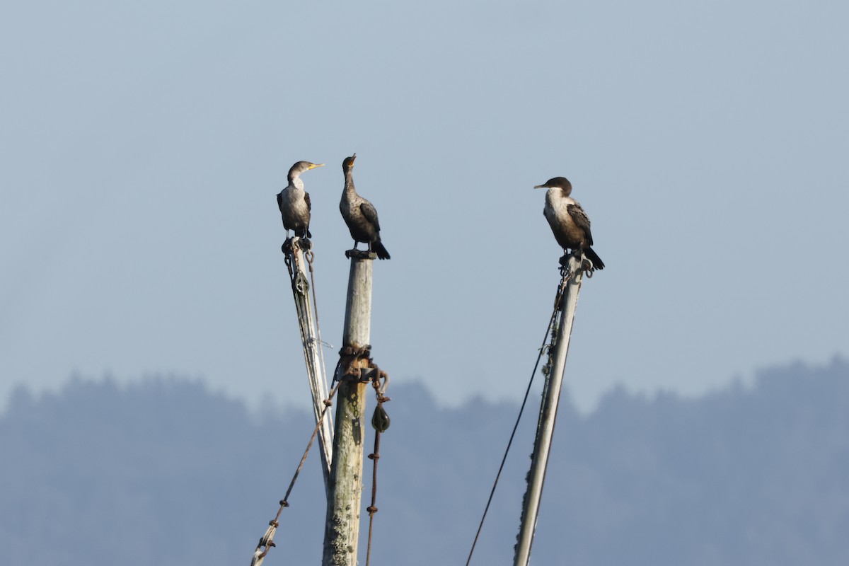 Double-crested Cormorant - ML643020546