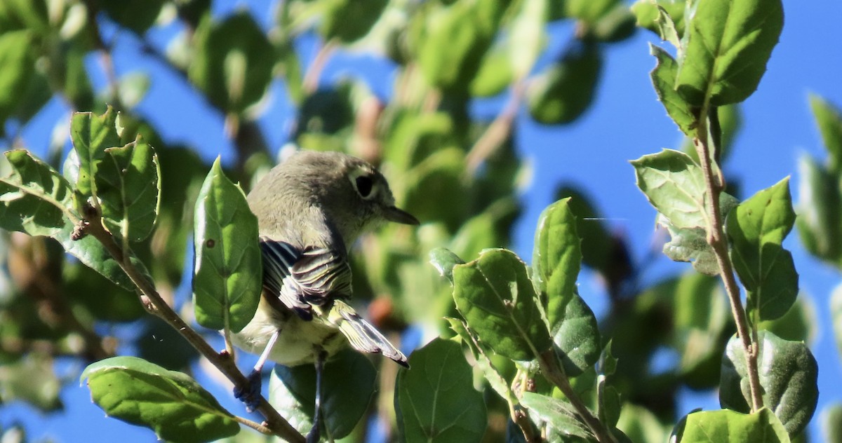 Hutton's Vireo - ML643020548
