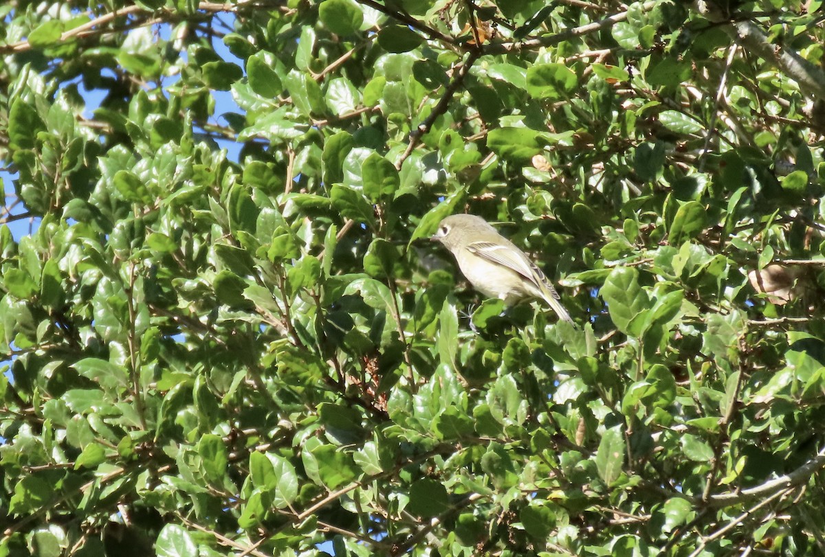 Hutton's Vireo - ML643020550