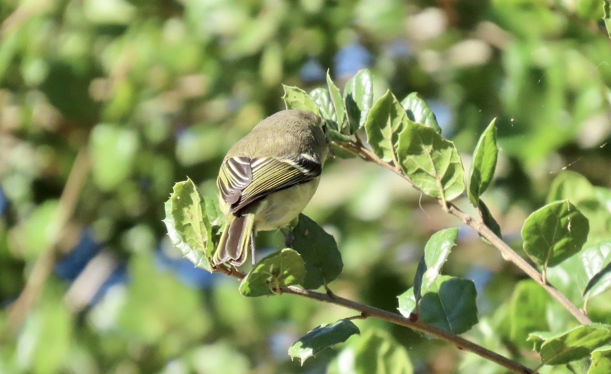 Hutton's Vireo - ML643020553