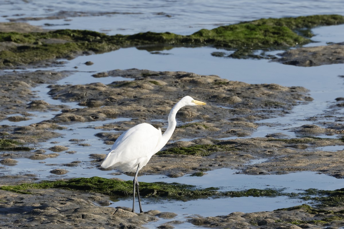 Great Egret - ML643020554